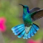 A male Fiery-throated Hummingbird hovers at Batsu Gardens with its brilliant turquoise, emerald and sapphire plumage glowing in the light, its tail fully fanned against a soft background of pink flowers.