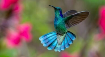 A male Fiery-throated Hummingbird hovers at Batsu Gardens with its brilliant turquoise, emerald and sapphire plumage glowing in the light, its tail fully fanned against a soft background of pink flowers.
