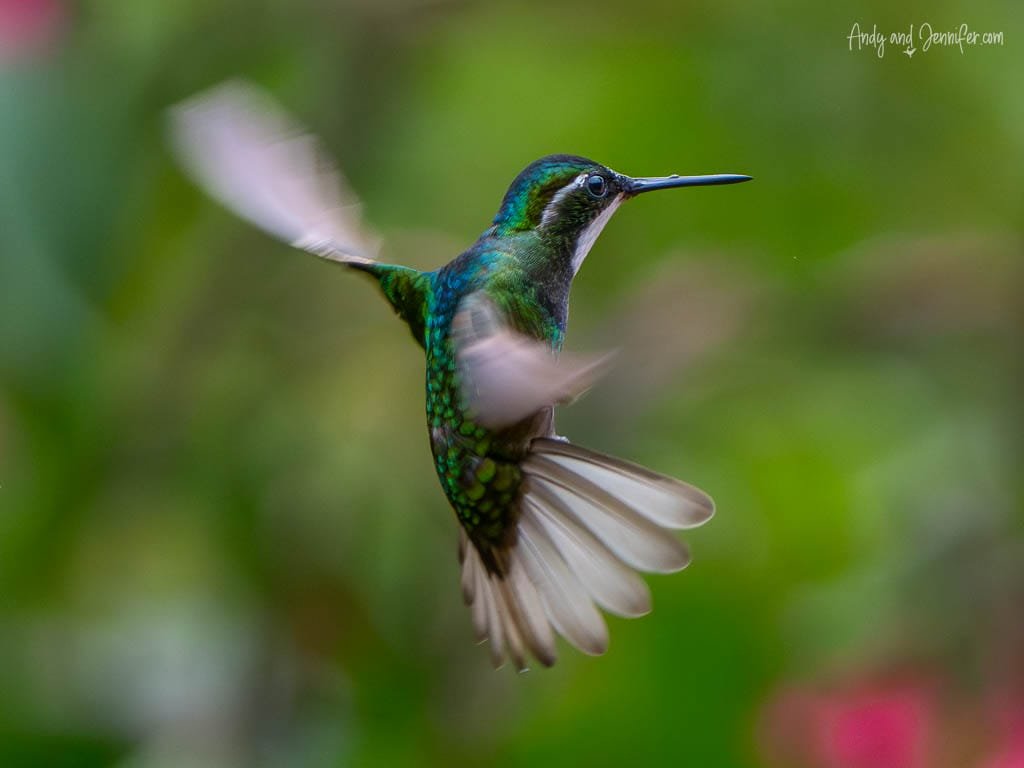 A White-throated Mountain-gem hovers at Batsu Gardens with its white tail fully fanned and emerald-green plumage shimmering against a soft green background.