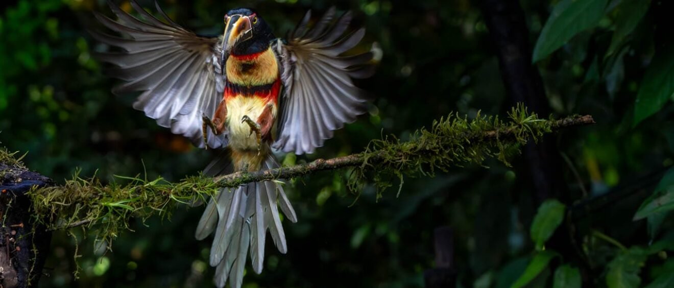 Collared Aracari landing on a branch with wings spread and colourful chest markings visible.