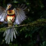 Collared Aracari landing on a branch with wings spread and colourful chest markings visible.