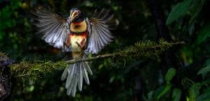 Collared Aracari landing on a branch with wings spread and colourful chest markings visible.