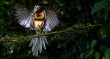 Collared Aracari landing on a branch with wings spread and colourful chest markings visible.