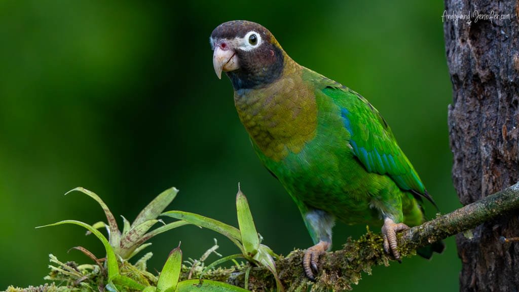 Brown-hooded Parrot perched on a moss-covered branch against a dark green forest background.