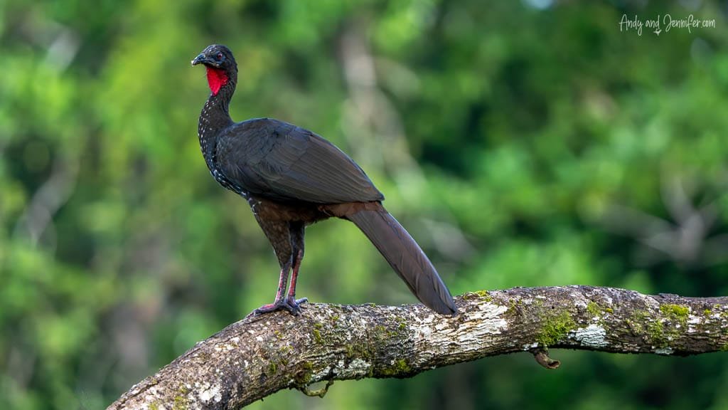 Crested Guan perched on a mossy tree branch with its red throat patch visible.