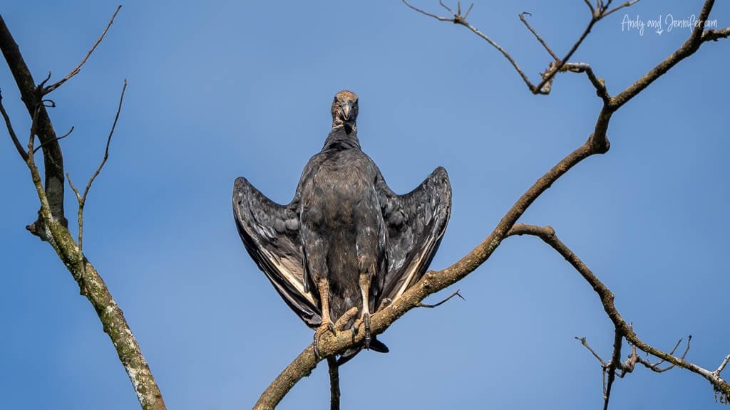 Black Vulture perched with wings partially spread against a clear blue sky.