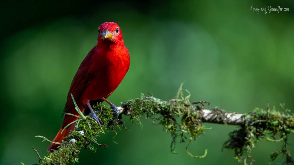 Male Summer Tanager perched on a moss-covered branch against a soft green background.