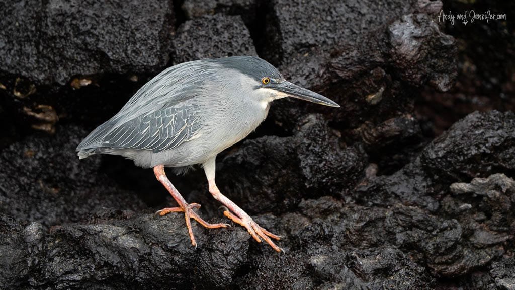 Lava heron walking across black volcanic rocks at Moreno Point, Isabela Island.