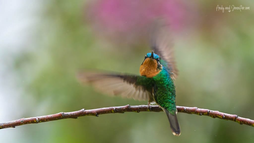 A male Volcano Hummingbird hovers above a branch at Batsu Gardens, its tiny wings a blur as its rich orange throat catches the light.