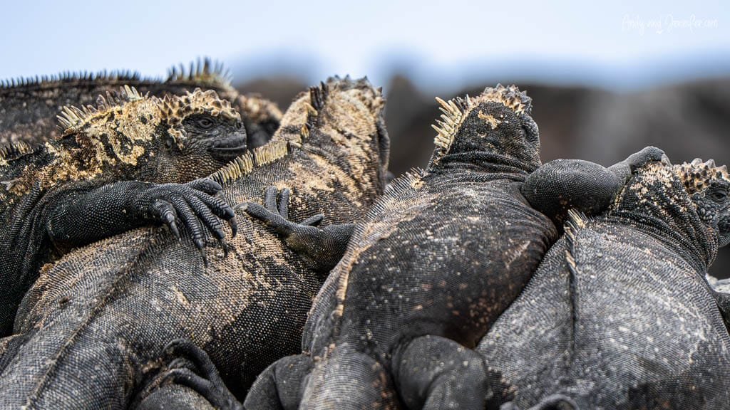 Marine iguanas piled together on the volcanic shoreline at Moreno Point, Isabela Island.