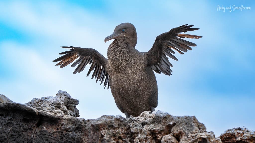 Flightless cormorant spreading its wings on volcanic rocks at Moreno Point, Isabela Island.