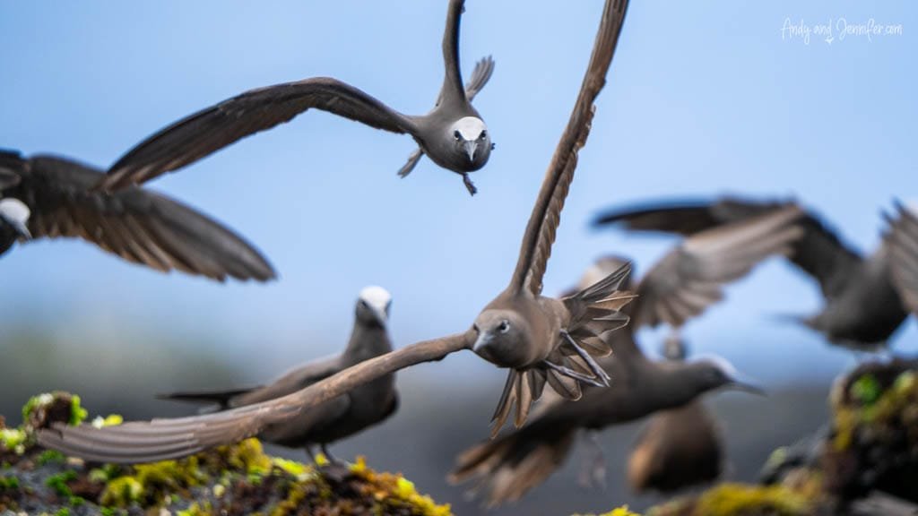 Brown noddies flying above the rocky coastline at Moreno Point, Isabela Island.