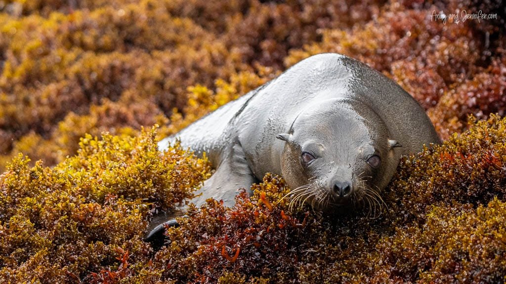 Galápagos sea lion resting among seaweed on the rocky shoreline at Moreno Point, Isabela Island.