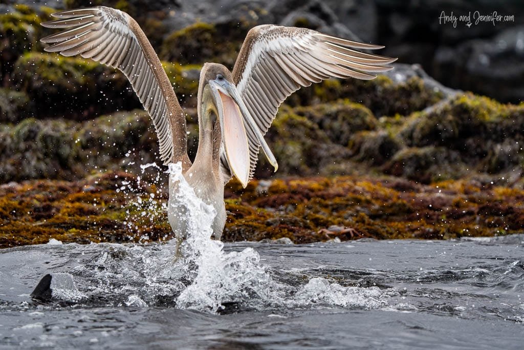 Brown pelican taking off from the water near Moreno Point, Isabela Island.