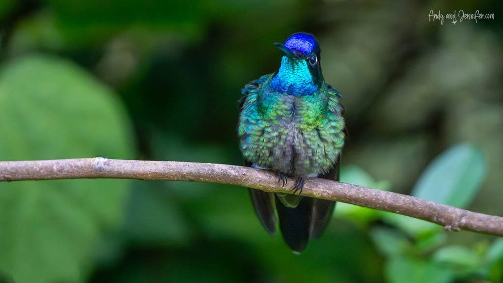 A male Fiery-throated Hummingbird perches on a branch at Batsu Gardens, its iridescent blue, turquoise and emerald throat shimmering against the dark cloud forest background.