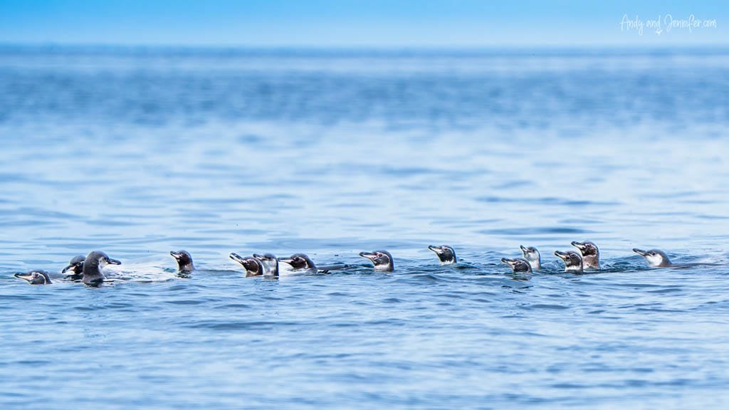 Group of Galápagos penguins swimming together off Moreno Point, Isabela Island.