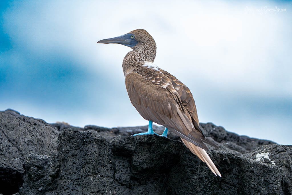 Blue-footed booby perched on black volcanic rocks at Moreno Point, Isabela Island.