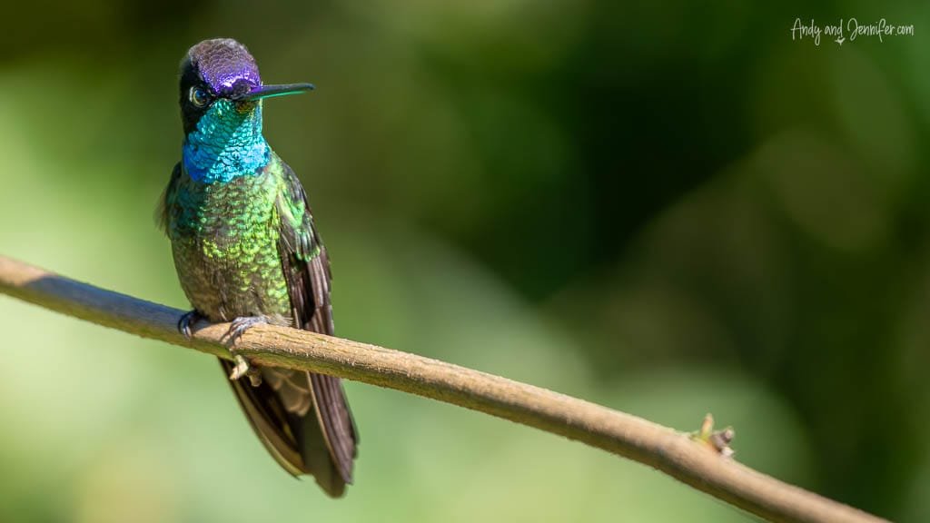 Talamanca Hummingbird perched on a branch at Savegre Lodge Gardens in the Savegre Valley near San Gerardo de Dota, Costa Rica.