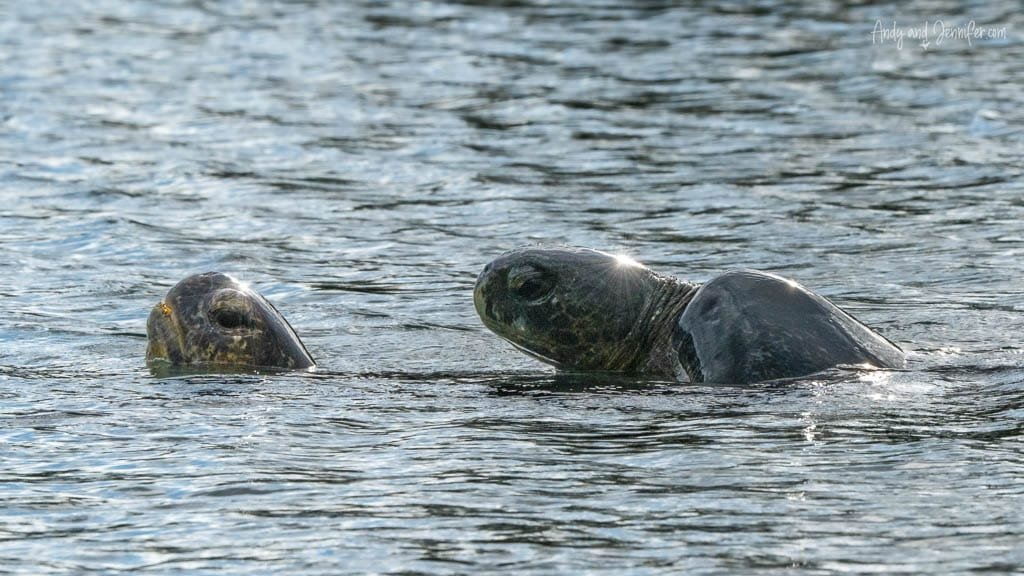 Two green sea turtles at the surface of the water at Urbina Bay, Galápagos Islands.