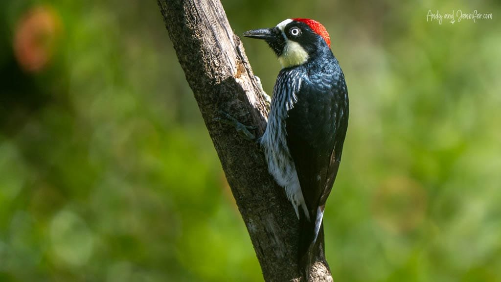 Acorn Woodpecker clinging to a tree trunk at Savegre Lodge Gardens in the Savegre Valley near San Gerardo de Dota, Costa Rica.