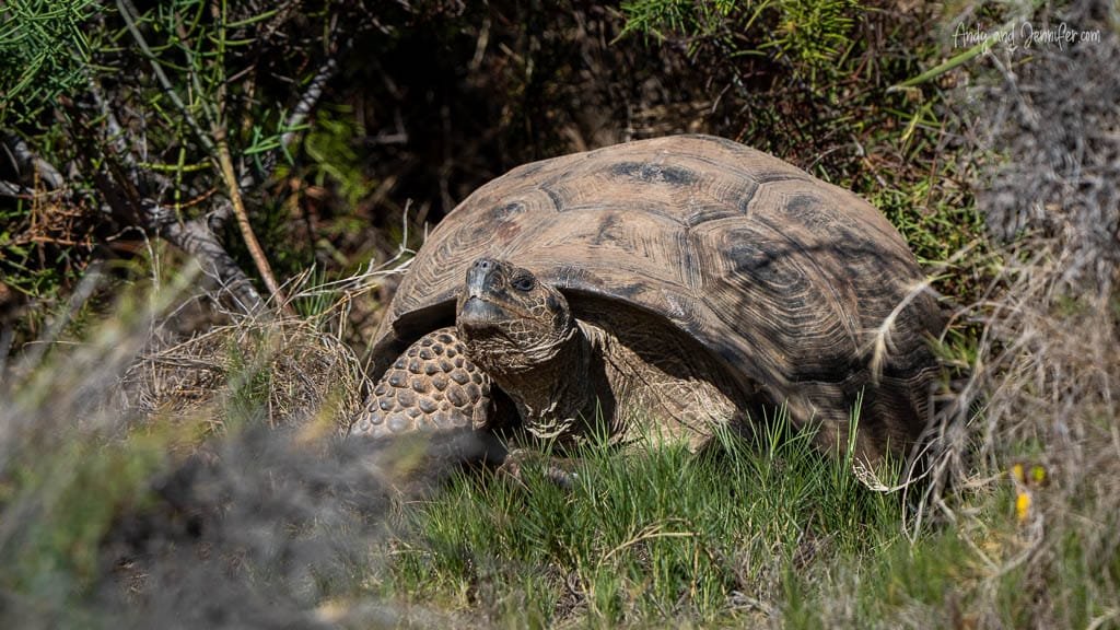 Galápagos giant tortoise walking through vegetation at Urbina Bay, Isabela Island, Galápagos.