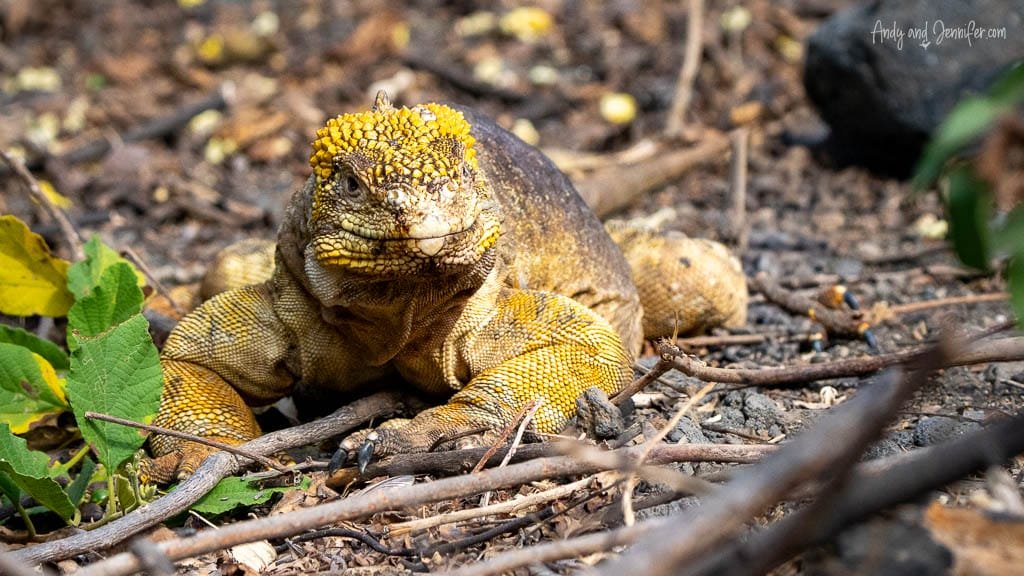 Galápagos land iguana resting among branches and vegetation at Urbina Bay, Isabela Island, Galápagos.