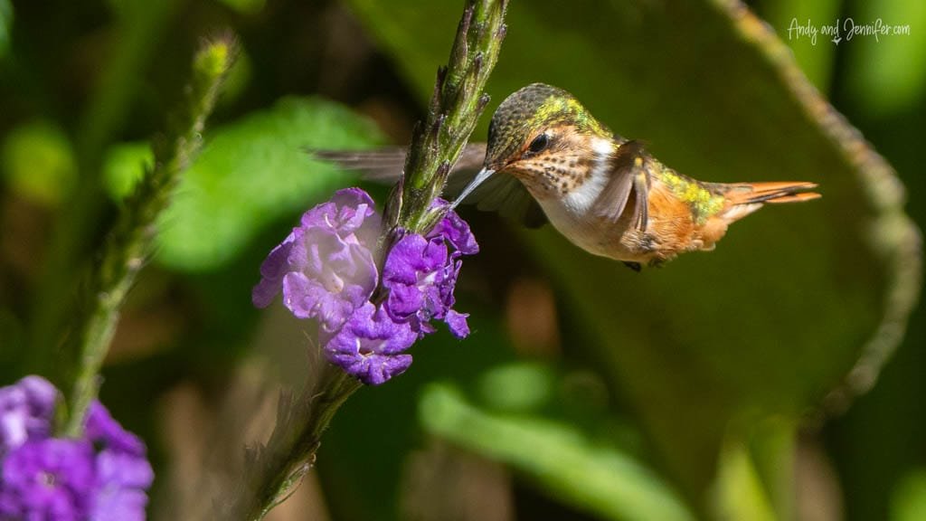 Scintillant Hummingbird feeding from purple verbena flowers at Savegre Lodge Gardens in the Savegre Valley near San Gerardo de Dota, Costa Rica.
