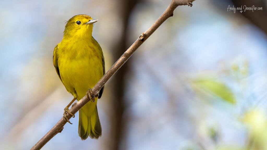 Yellow warbler perched on a branch at Urbina Bay, Isabela Island, Galápagos.