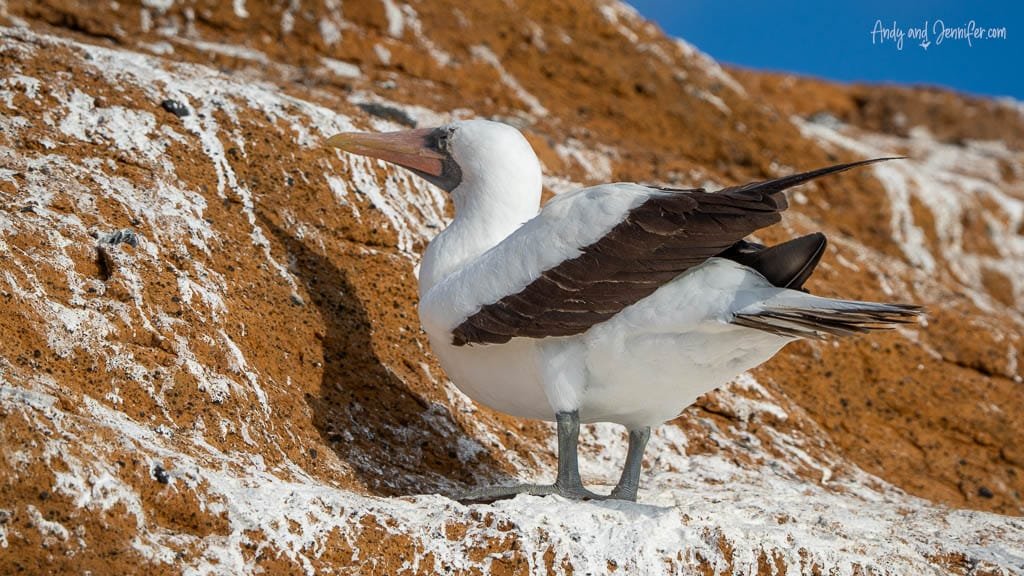Nazca booby perched on a guano-covered rocky cliff at Tagus Cove, Isabela Island, Galápagos.