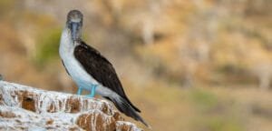 Urbina Bay and Tagus Cove: Turtles, Flightless Cormorants, and Diving Boobies