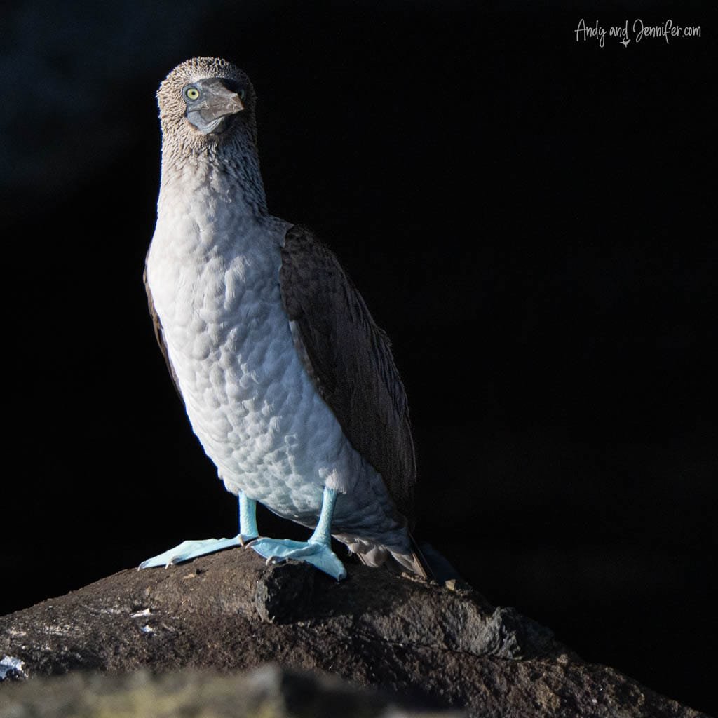 Blue-footed booby standing on volcanic rock at Tagus Cove, Isabela Island, Galápagos.