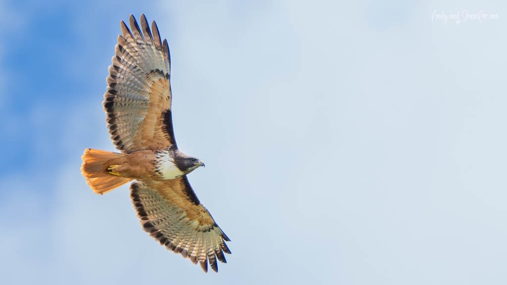 Red-tailed Hawk soaring above the Savegre Valley near San Gerardo de Dota, Costa Rica.