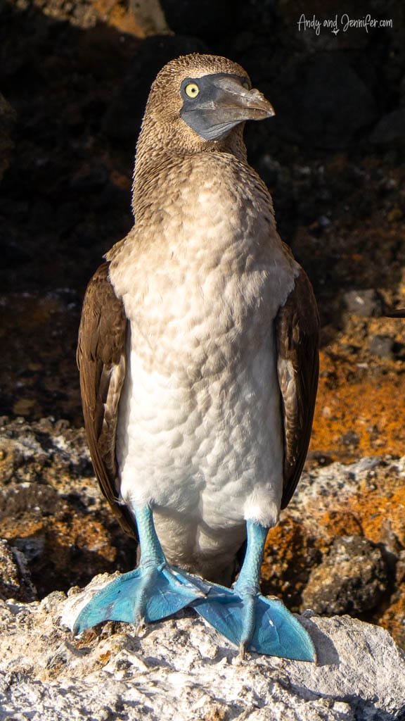 Blue-footed booby standing in sunlight on volcanic rock at Tagus Cove, Isabela Island, Galápagos.