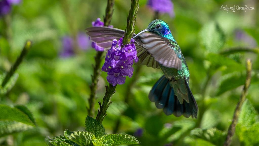 Lesser Violetear feeding from purple verbena flowers at Savegre Lodge Gardens in the Savegre Valley near San Gerardo de Dota, Costa Rica.
