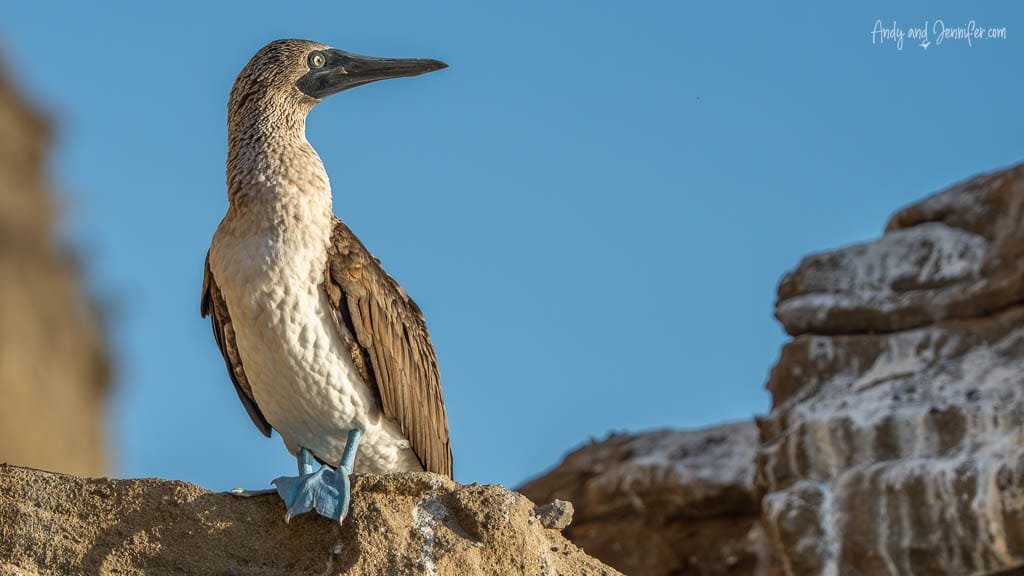 Blue-footed booby perched on a rocky coastline at Tagus Cove, Isabela Island, Galápagos.