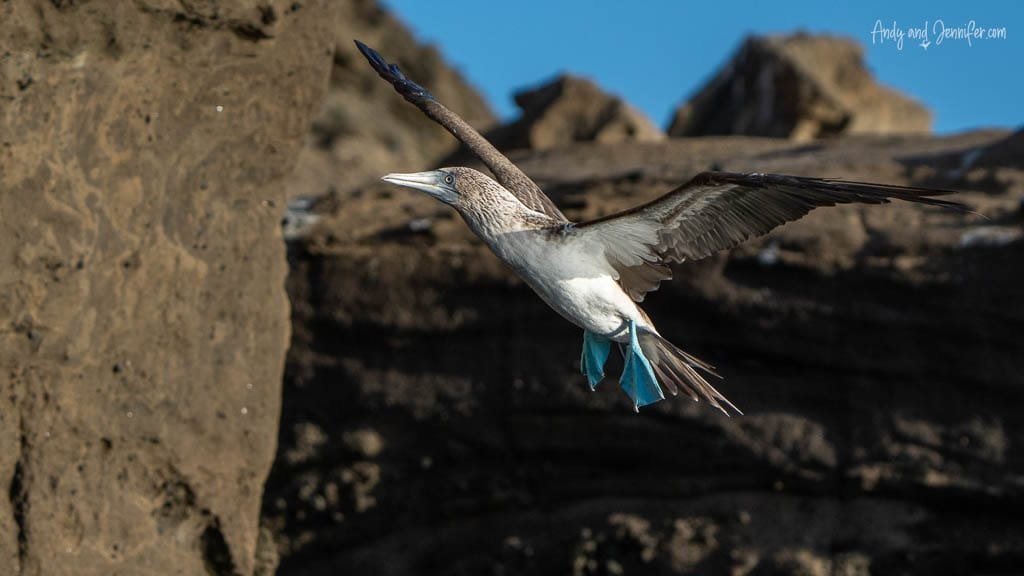 Blue-footed booby flying past volcanic cliffs at Tagus Cove, Isabela Island, Galápagos.