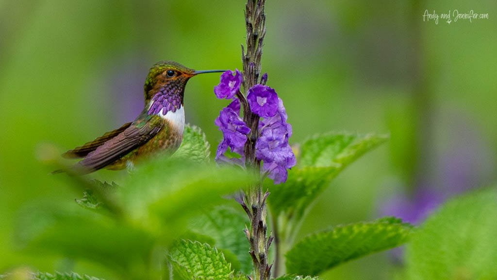 Volcano Hummingbird feeding from purple verbena flowers at Savegre Lodge Gardens in the Savegre Valley near San Gerardo de Dota, Costa Rica.