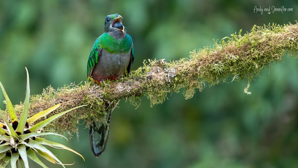 Resplendent Quetzal swallowing a wild avocado in the cloud forest near El Guarco on Cerro de la Muerte, Costa Rica.