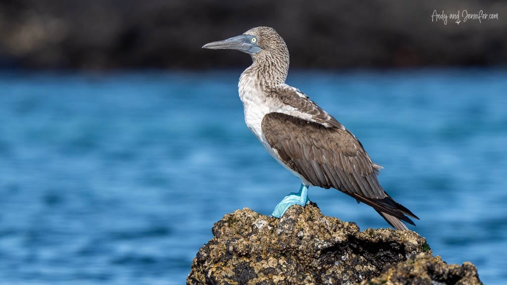 Blue-footed booby perched on volcanic rocks at Espinoza Point, Fernandina Island, Galápagos.