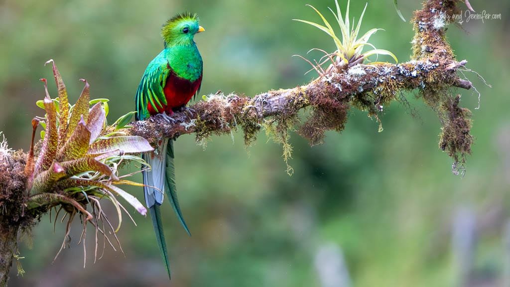 Male Resplendent Quetzal perched on a moss-covered branch near El Guarco on Cerro de la Muerte, Costa Rica.