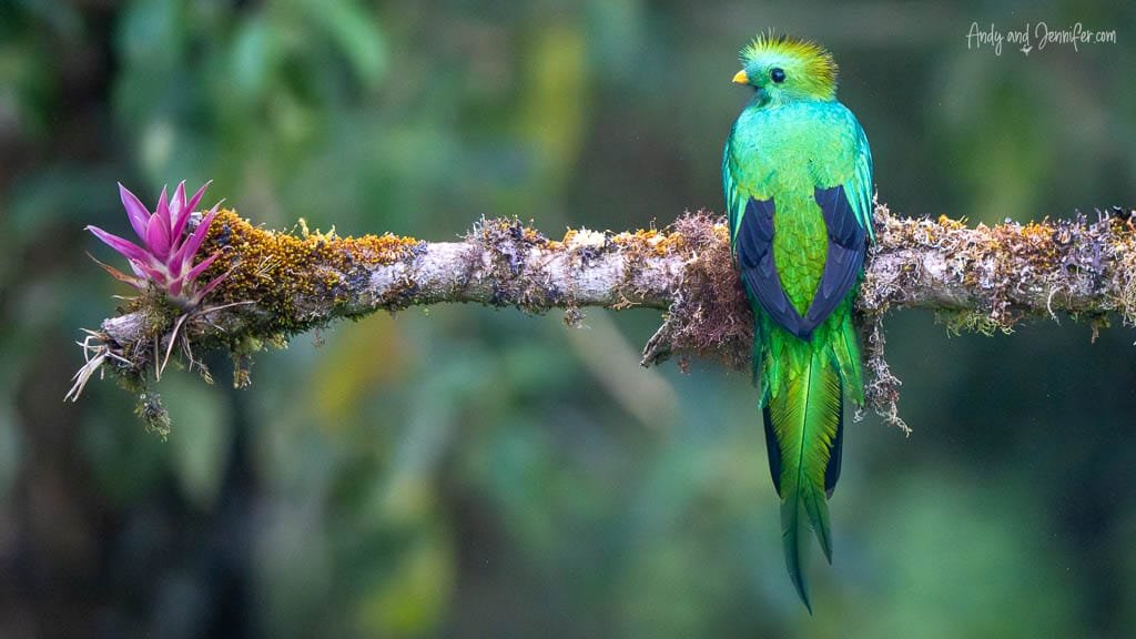 Resplendent Quetzal perched on a moss-covered branch in the cloud forest near El Guarco on Cerro de la Muerte, Costa Rica.