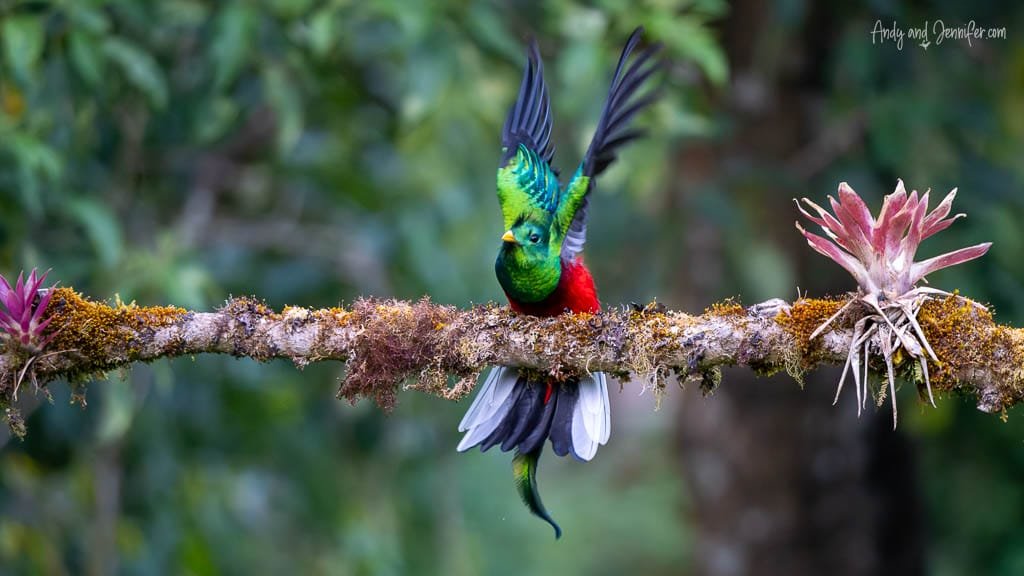 Male Resplendent Quetzal landing on a moss-covered branch near El Guarco on Cerro de la Muerte, Costa Rica.