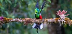 Savegre Valley Bird Photography and Searching for the Resplendent Quetzal