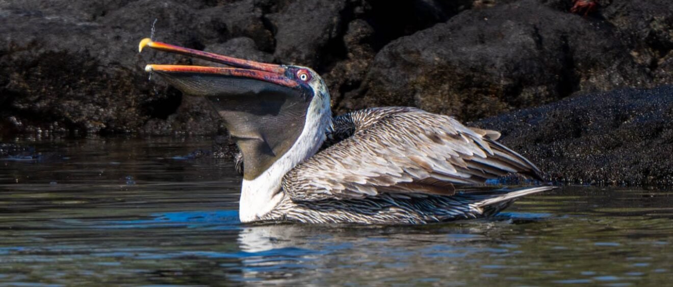 Brown pelican with its bill open while floating near the rocky shoreline at Egas Port, Santiago Island.