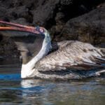 Brown pelican with its bill open while floating near the rocky shoreline at Egas Port, Santiago Island.