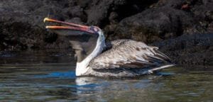Brown pelican with its bill open while floating near the rocky shoreline at Egas Port, Santiago Island.