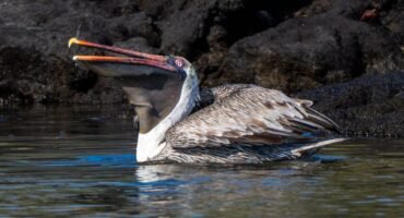 Brown pelican with its bill open while floating near the rocky shoreline at Egas Port, Santiago Island.
