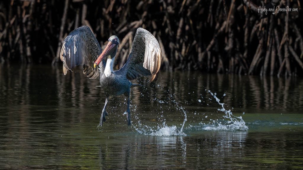 Brown pelican landing on the water with wings spread near mangroves in the Galápagos.