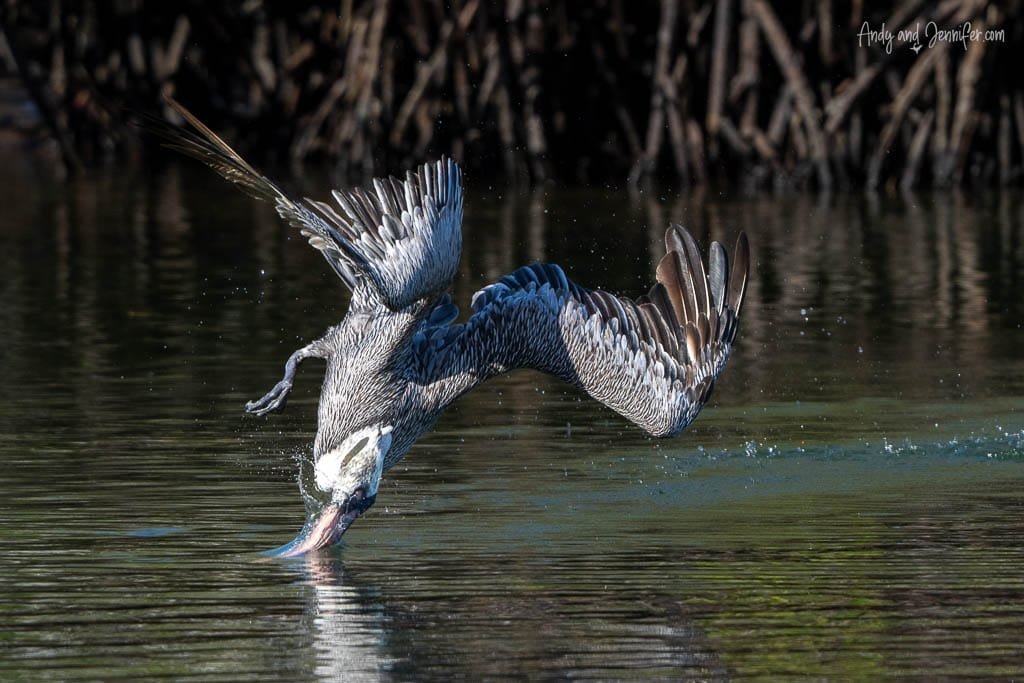 Brown pelican diving headfirst into the water while feeding in the Galápagos.
