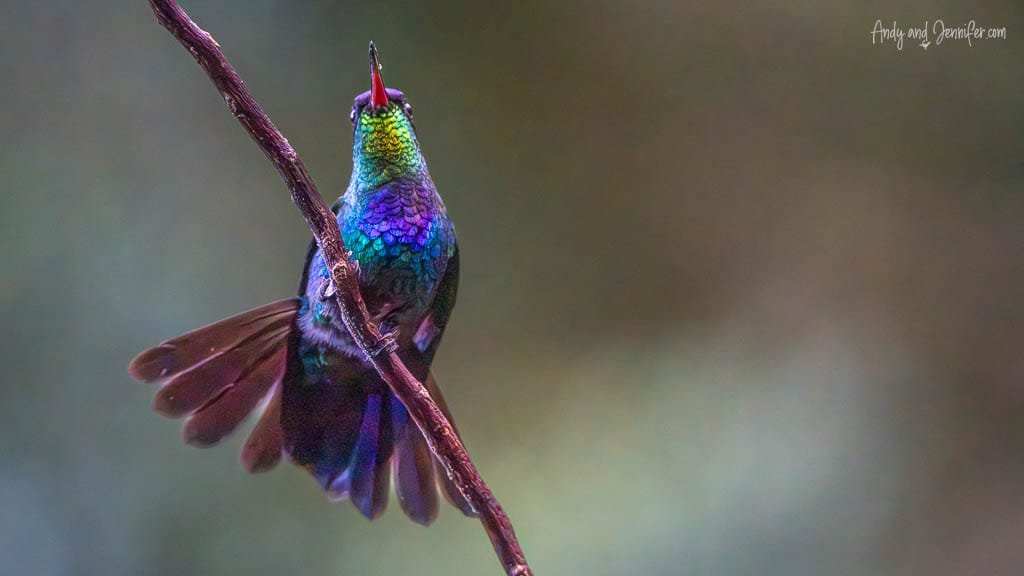 Fiery-throated Hummingbird hovering beside a branch at Mirador de Quetzales, Savegre Valley, Costa Rica.